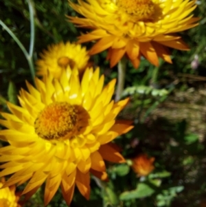 Xerochrysum subundulatum at Alpine National Park - 13 Feb 2024