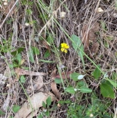 Goodenia hederacea subsp. hederacea (Ivy Goodenia, Forest Goodenia) at Red Hill Nature Reserve - 15 Jan 2024 by Tapirlord