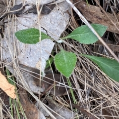 Goodenia hederacea subsp. hederacea at Red Hill Nature Reserve - 15 Jan 2024