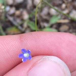 Wahlenbergia multicaulis at Red Hill Nature Reserve - 15 Jan 2024