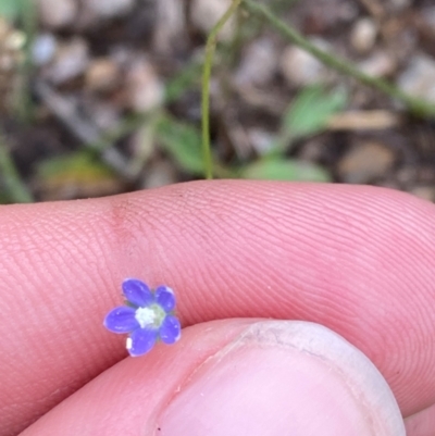 Wahlenbergia multicaulis (Tadgell's Bluebell) at Garran, ACT - 15 Jan 2024 by Tapirlord