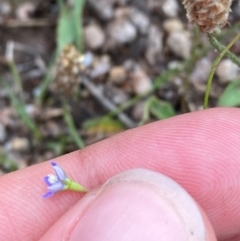 Wahlenbergia multicaulis at Red Hill Nature Reserve - 15 Jan 2024