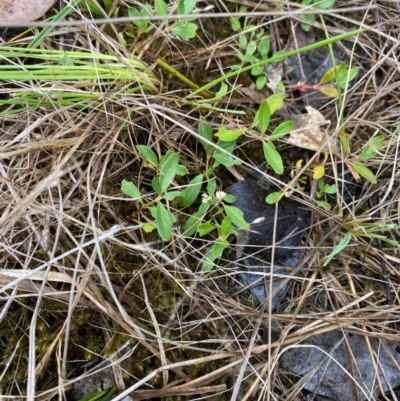 Alternanthera sp. A Flora of NSW (M. Gray 5187) J. Palmer at Red Hill Nature Reserve - 15 Jan 2024 by Tapirlord