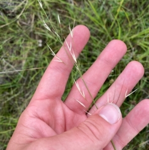 Austrostipa bigeniculata at Red Hill Nature Reserve - 15 Jan 2024 03:36 PM