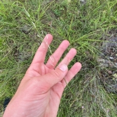 Austrostipa bigeniculata at Red Hill Nature Reserve - 15 Jan 2024