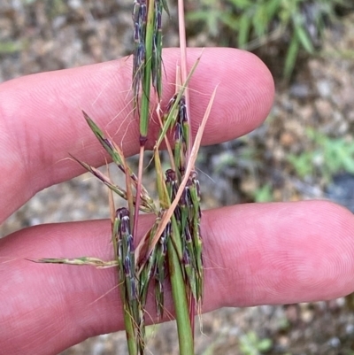 Cymbopogon refractus (Barbed-wire Grass) at Garran, ACT - 15 Jan 2024 by Tapirlord