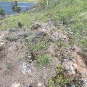 Cymbopogon refractus at Red Hill Nature Reserve - 15 Jan 2024