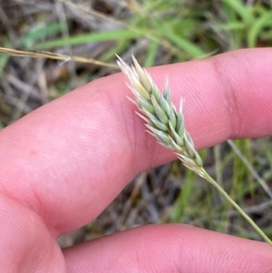 Enneapogon nigricans at Garran, ACT - 15 Jan 2024