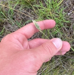 Enneapogon nigricans at Garran, ACT - 15 Jan 2024