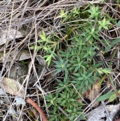 Styphelia humifusum (Cranberry Heath) at Garran, ACT - 15 Jan 2024 by Tapirlord