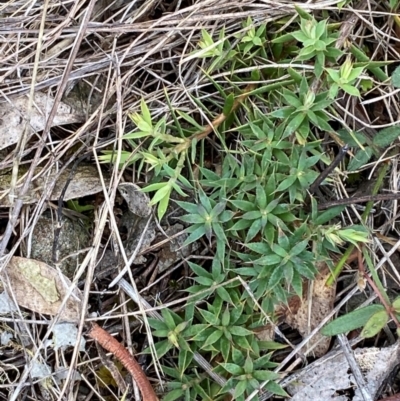 Astroloma humifusum (Cranberry Heath) at Garran, ACT - 15 Jan 2024 by Tapirlord