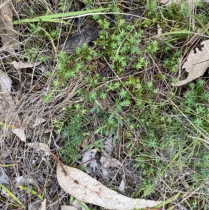 Styphelia humifusum at Garran, ACT - 15 Jan 2024