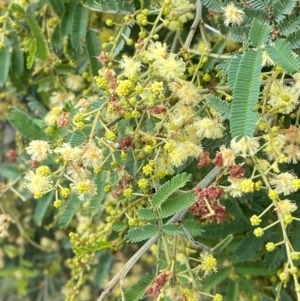 Acacia parramattensis at Red Hill Nature Reserve - 15 Jan 2024