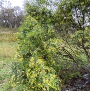 Acacia parramattensis at Red Hill Nature Reserve - 15 Jan 2024