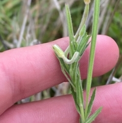 Epilobium hirtigerum (Hairy Willowherb) at Red Hill Nature Reserve - 15 Jan 2024 by Tapirlord