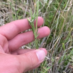 Epilobium hirtigerum at Red Hill Nature Reserve - 15 Jan 2024