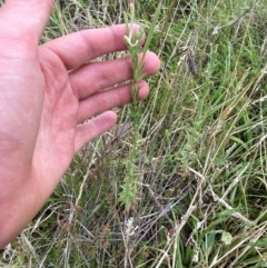 Epilobium hirtigerum at Red Hill Nature Reserve - 15 Jan 2024 03:27 PM