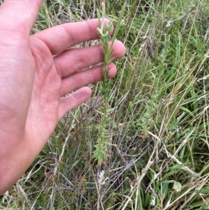 Epilobium hirtigerum at Red Hill Nature Reserve - 15 Jan 2024