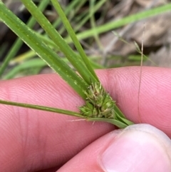 Carex inversa (Knob Sedge) at Garran, ACT - 15 Jan 2024 by Tapirlord