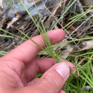 Carex inversa at Red Hill Nature Reserve - 15 Jan 2024