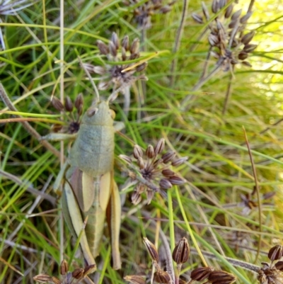 Percassa rugifrons (Mountain Grasshopper) at Alpine National Park - 12 Feb 2024 by RobCook