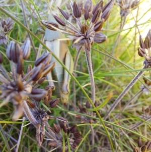 Percassa rugifrons at Alpine National Park - 13 Feb 2024