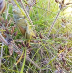 Percassa rugifrons at Alpine National Park - 13 Feb 2024 10:04 AM