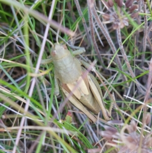 Percassa rugifrons at Alpine National Park - 13 Feb 2024