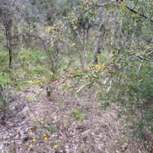 Gaudium brevipes at Garran, ACT - 15 Jan 2024