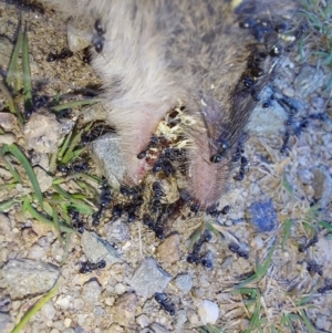 Antechinus agilis at Alpine National Park - 13 Feb 2024 09:58 AM