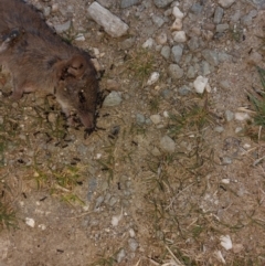 Antechinus agilis at Alpine National Park - 13 Feb 2024 09:58 AM