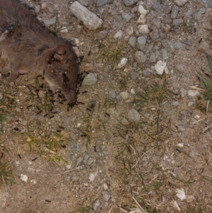 Antechinus agilis at Alpine National Park - 13 Feb 2024