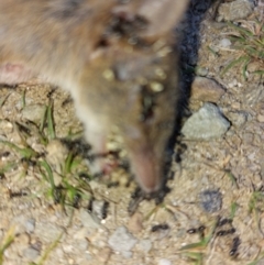 Antechinus agilis at Alpine National Park - 13 Feb 2024 09:58 AM