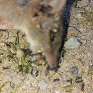 Antechinus agilis at Alpine National Park - 13 Feb 2024 09:58 AM