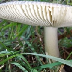 Amanita sp. (Amanita sp.) at Glen Wills, VIC - 12 Feb 2024 by RobCook