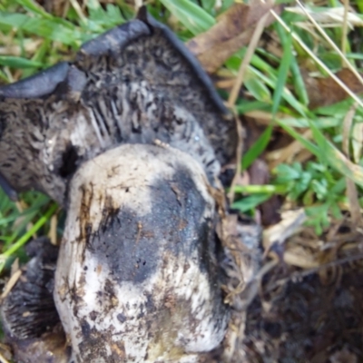 Unverified Cap on a stem; gills below cap [mushrooms or mushroom-like] at Glen Wills, VIC - 12 Feb 2024 by RobCook