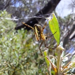 Plebs bradleyi (Enamelled spider) at Glen Wills, VIC - 12 Feb 2024 by RobCook