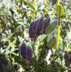 Podolobium alpestre at Glen Wills, VIC - 12 Feb 2024