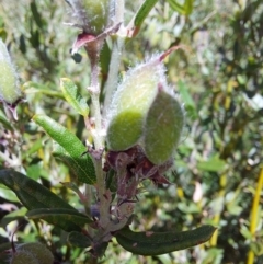 Podolobium alpestre at Glen Wills, VIC - 12 Feb 2024