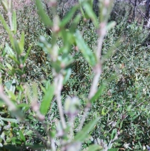 Podolobium alpestre at Glen Wills, VIC - 12 Feb 2024