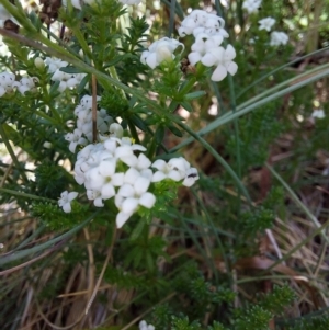 Asperula pusilla at Glen Wills, VIC - 12 Feb 2024 02:37 PM