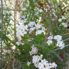 Asperula pusilla at Glen Wills, VIC - 12 Feb 2024