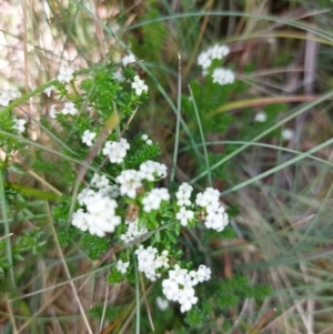 Asperula pusilla at Glen Wills, VIC - 12 Feb 2024 02:37 PM