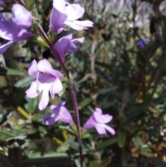 Euphrasia collina (Purple Eye-bright) at Glen Wills, VIC - 12 Feb 2024 by RobCook