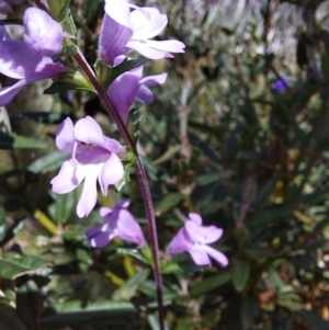 Euphrasia collina at Glen Wills, VIC - 12 Feb 2024