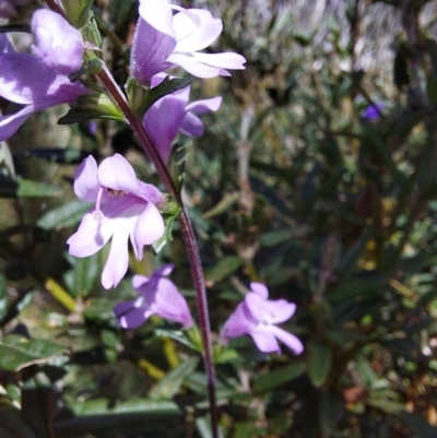 Euphrasia collina (Purple Eye-bright) at Glen Wills, VIC - 12 Feb 2024 by RobCook