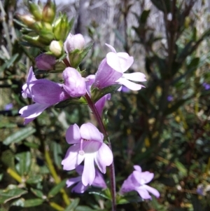 Euphrasia collina at Glen Wills, VIC - 12 Feb 2024