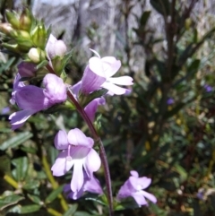 Euphrasia collina at Glen Wills, VIC - 12 Feb 2024 02:31 PM