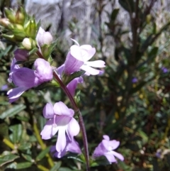 Euphrasia collina at Glen Wills, VIC - 12 Feb 2024