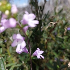Euphrasia collina at Glen Wills, VIC - 12 Feb 2024 02:31 PM